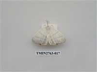 藏品(尺蛾332)的圖片